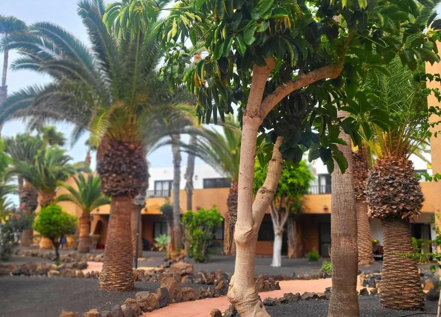Oasis Dunas Raices Del Mar Paraiso Unico Corralejo
